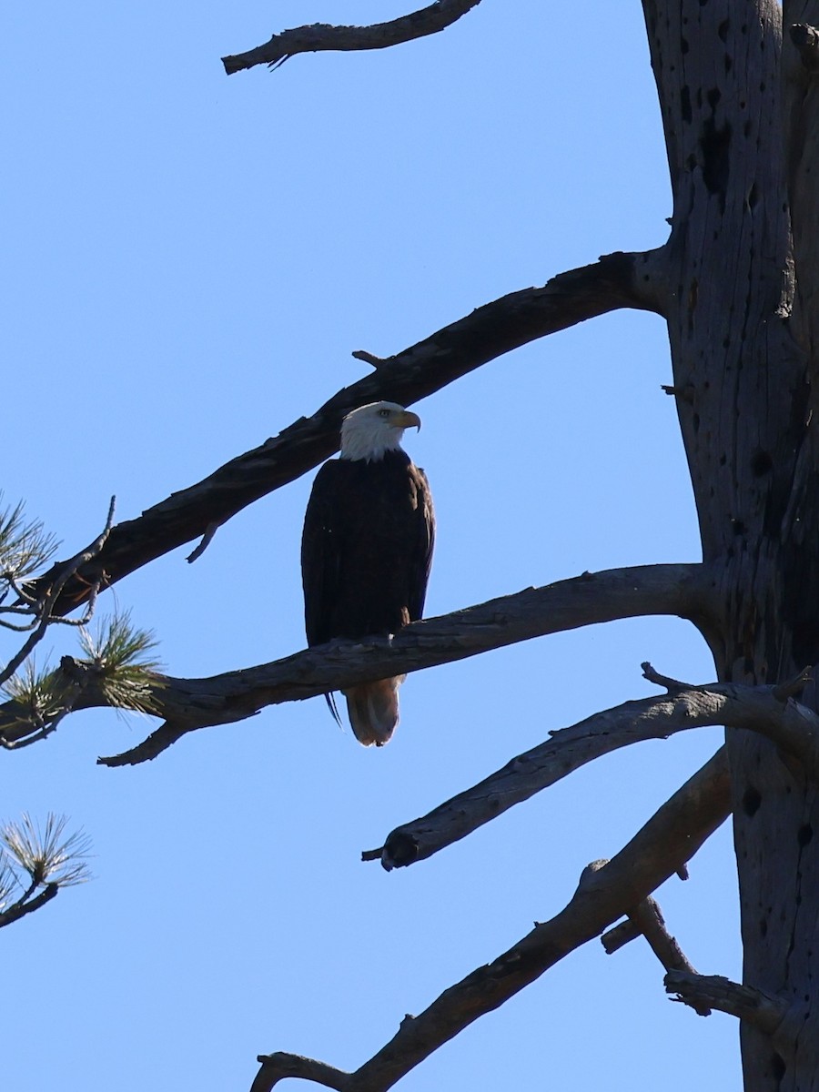 Bald Eagle - ML643446370