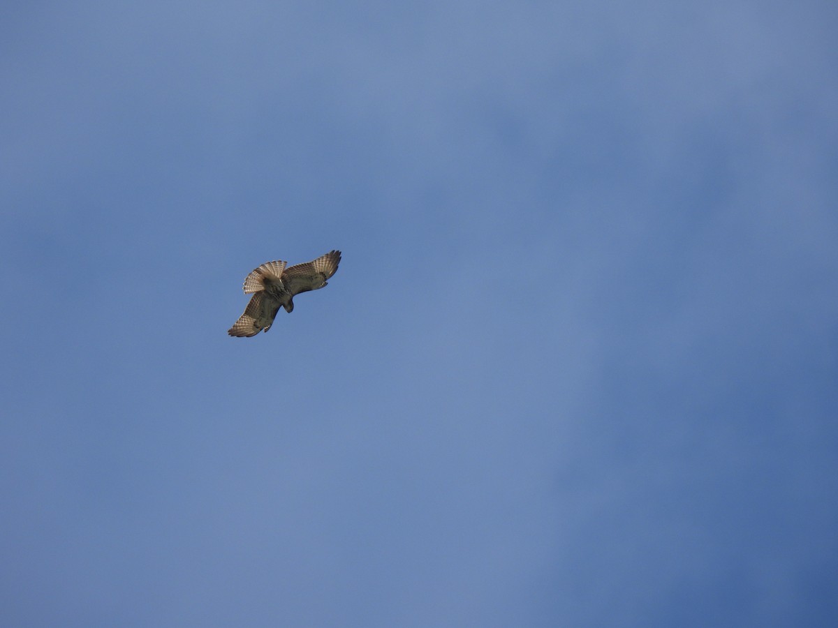 Red-tailed Hawk - ML643446380