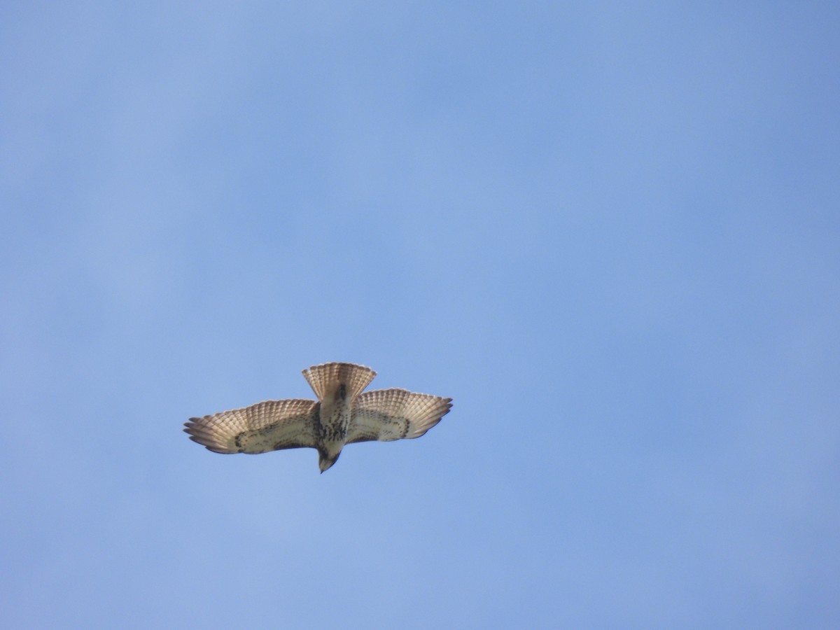 Red-tailed Hawk - ML643446381