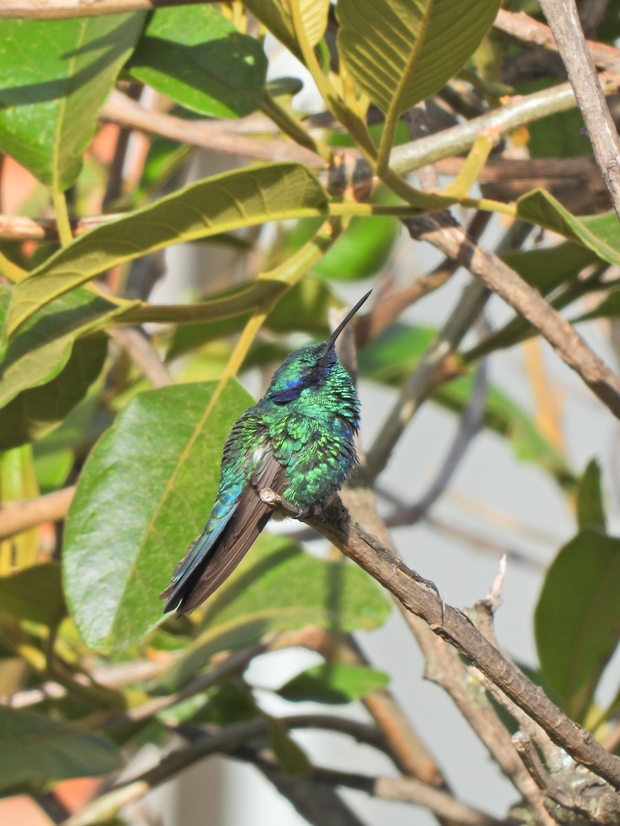 fiolørekolibri - ML643446392