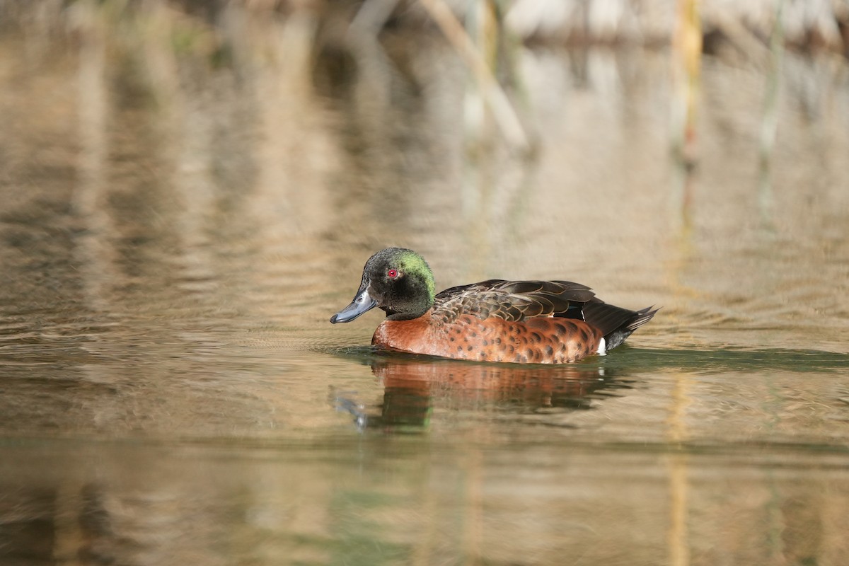 Chestnut Teal - ML643446394