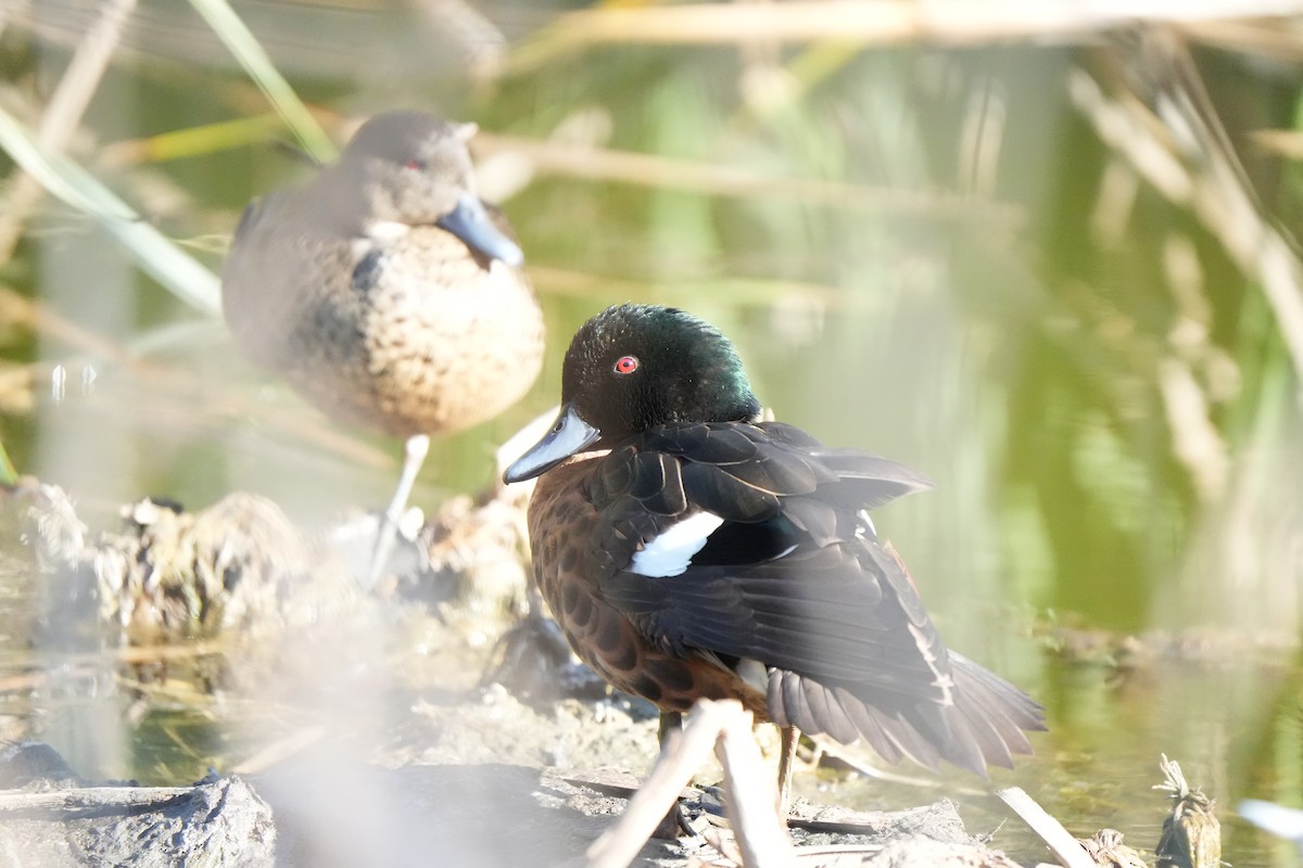 Chestnut Teal - ML643446395