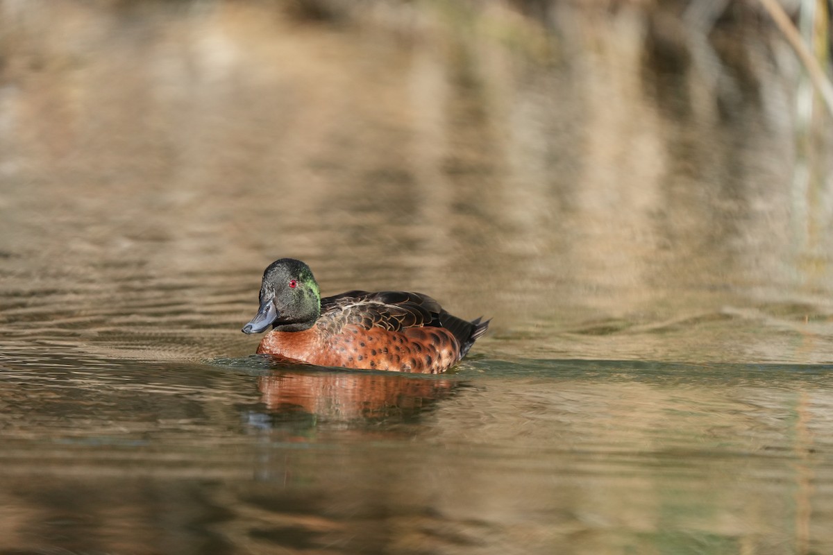 Chestnut Teal - ML643446397