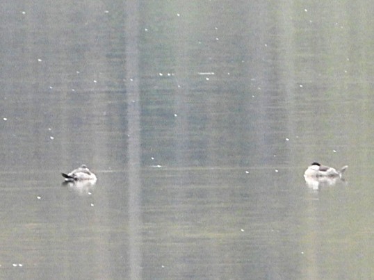 Ruddy Duck - ML643446403