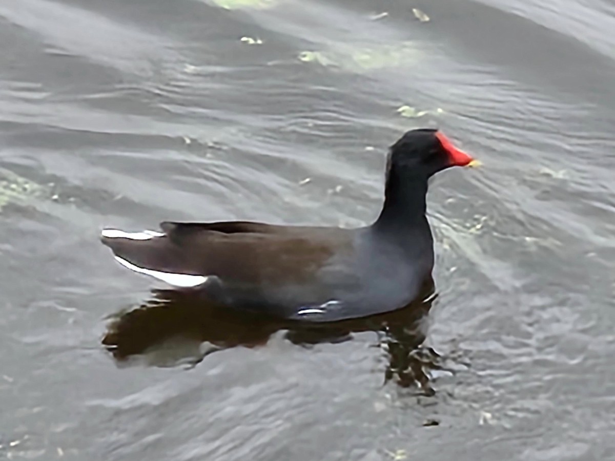 Common Gallinule - ML643446409