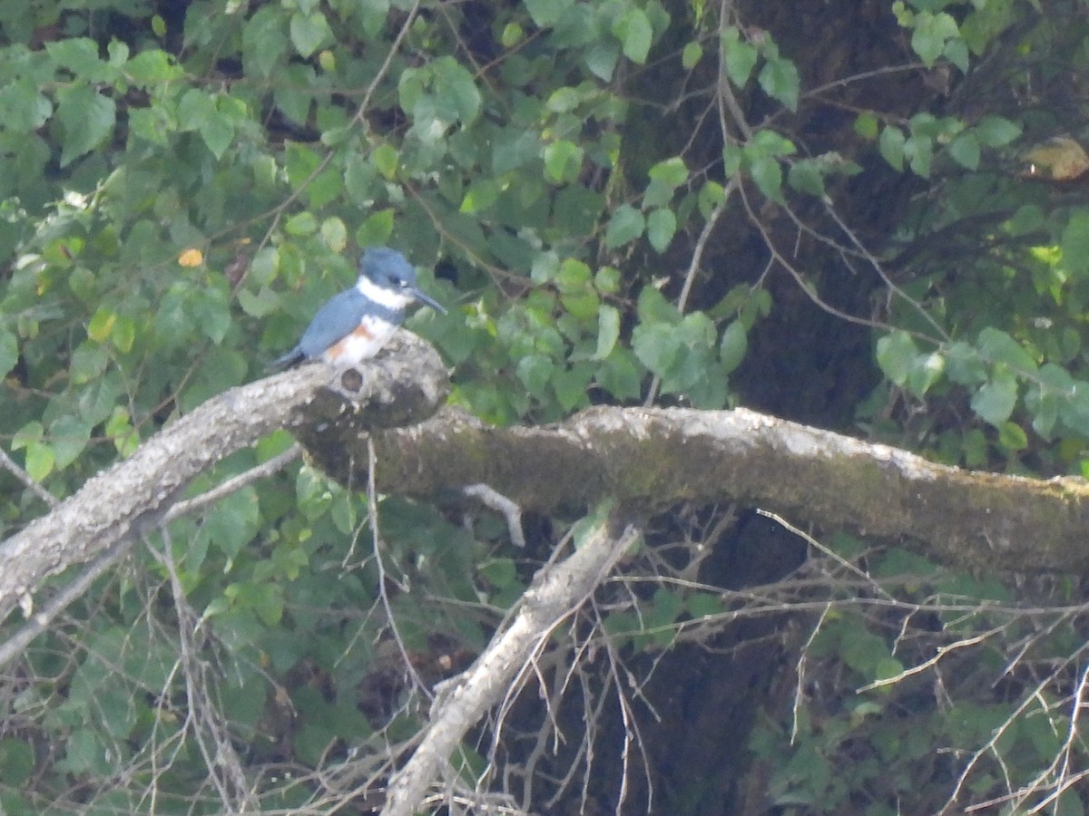 Belted Kingfisher - ML643446420
