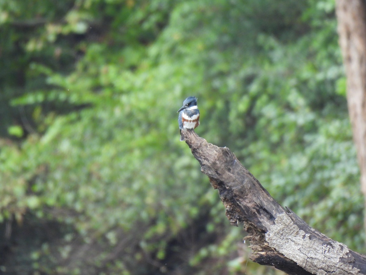 Belted Kingfisher - ML643446421