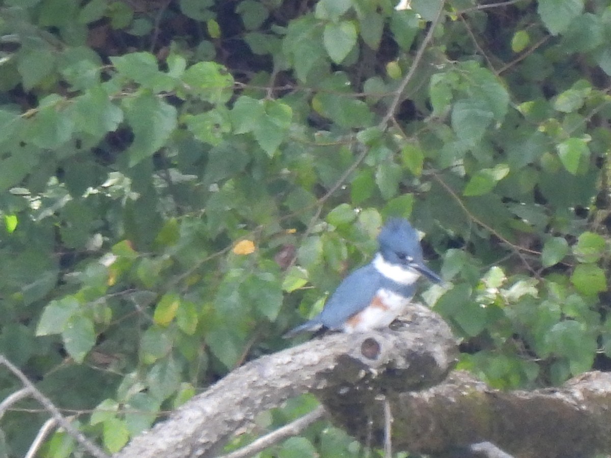Belted Kingfisher - ML643446422