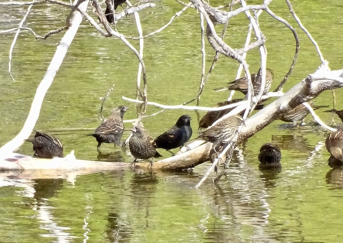 Red-winged Blackbird - ML643446429