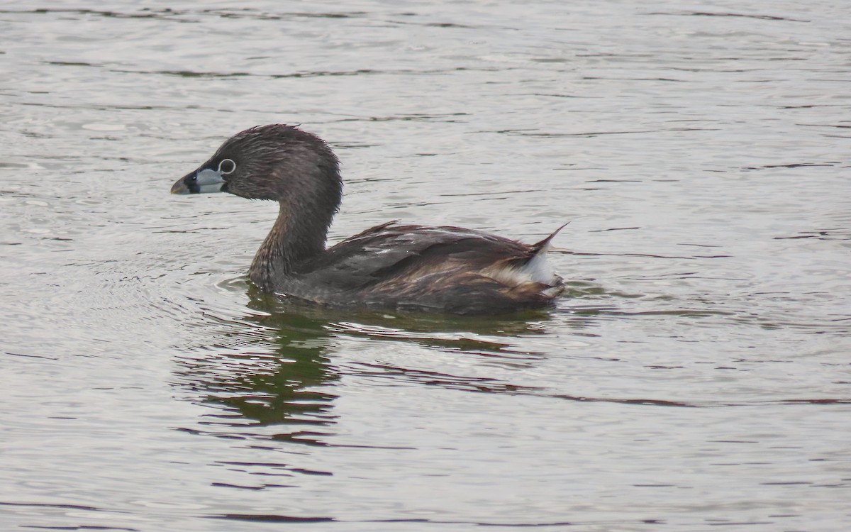 ringnebbdykker - ML643446432