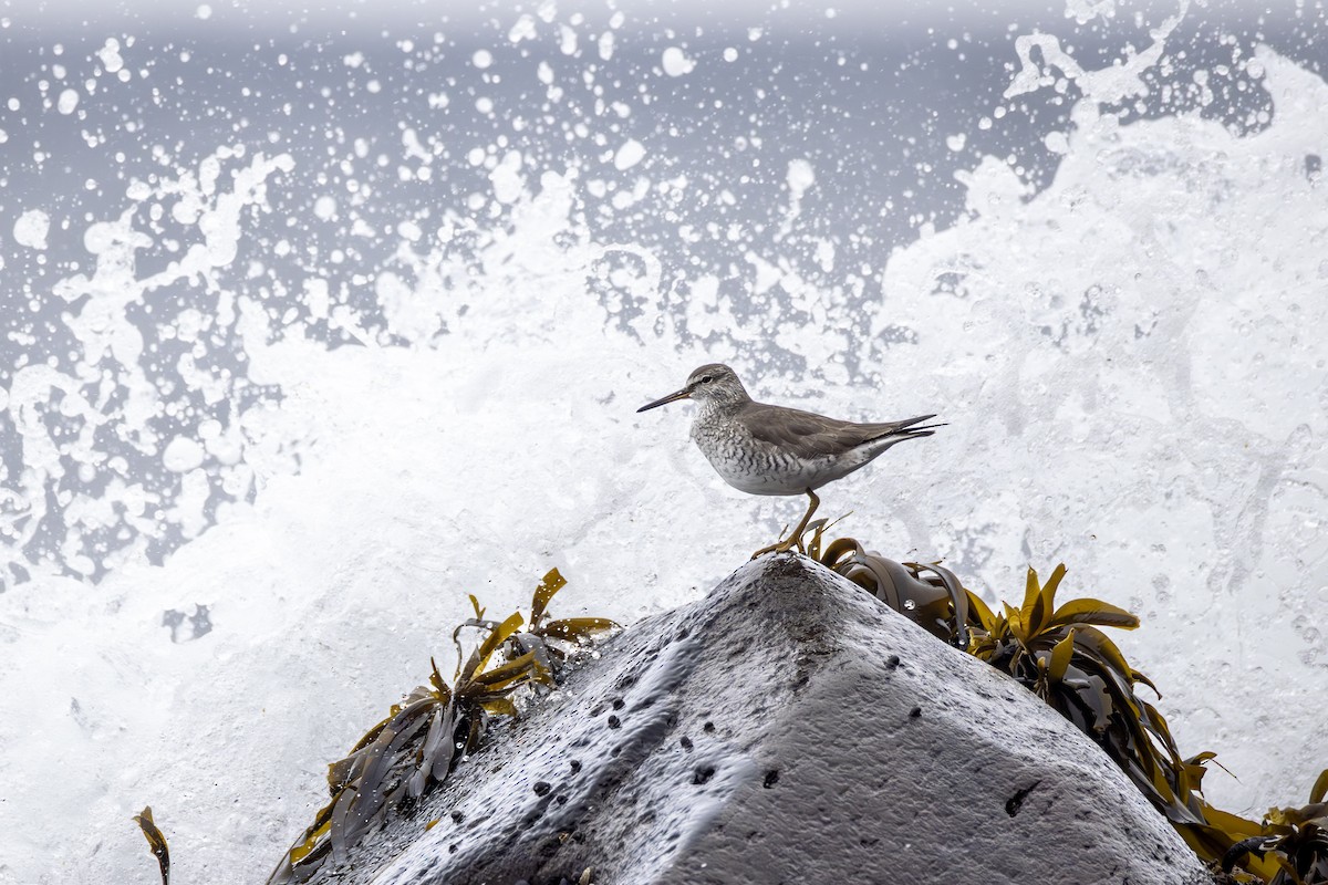 Gray-tailed Tattler - ML643446442