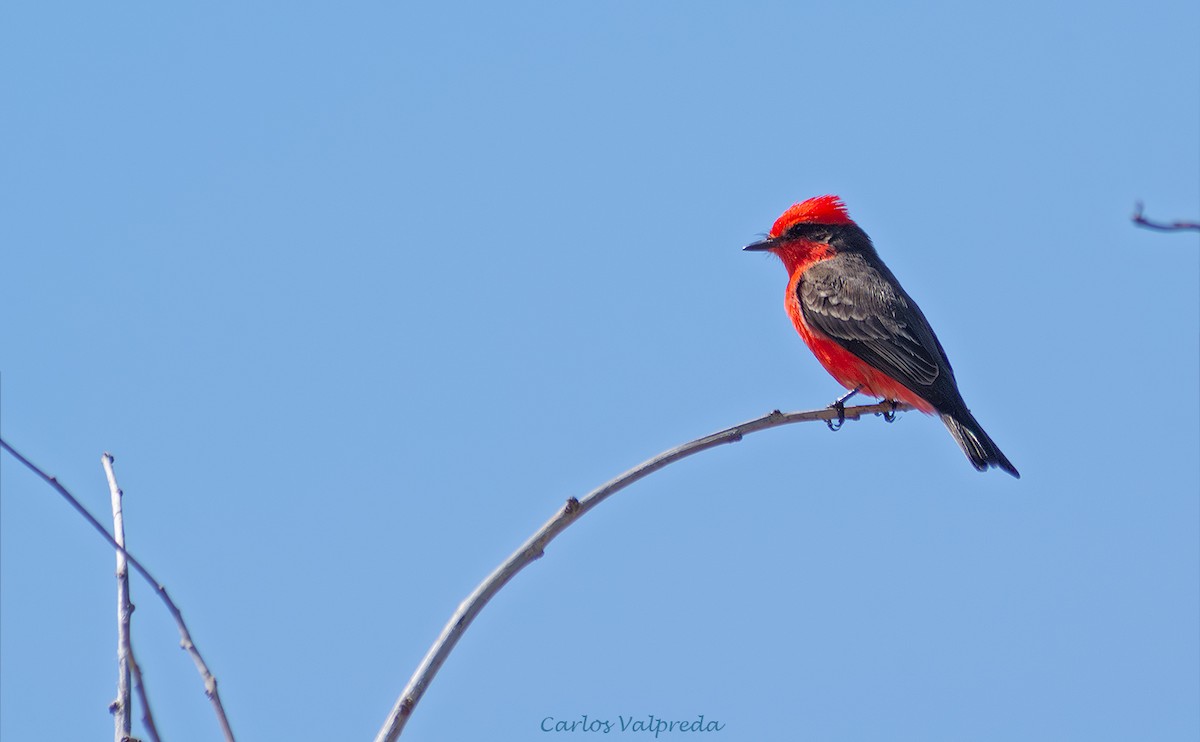 Mosquero Cardenal - ML643446447