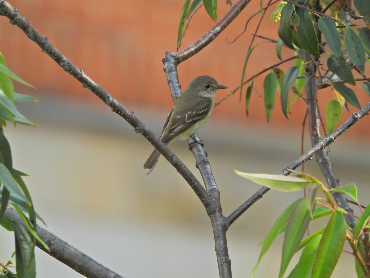Mosquero Verdoso - ML643446448