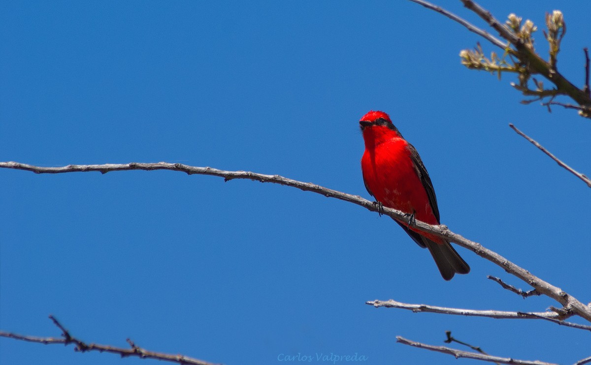 Mosquero Cardenal - ML643446451