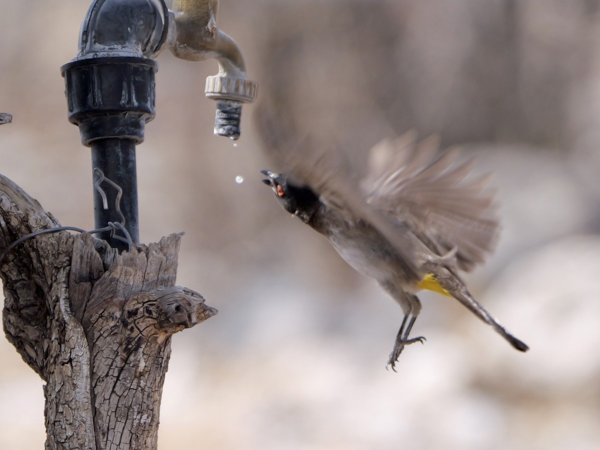 Black-fronted Bulbul - ML643446459