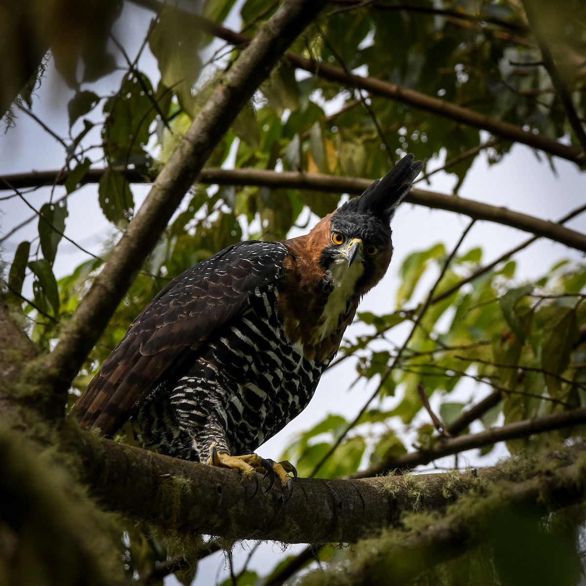 Ornate Hawk-Eagle - ML643446460