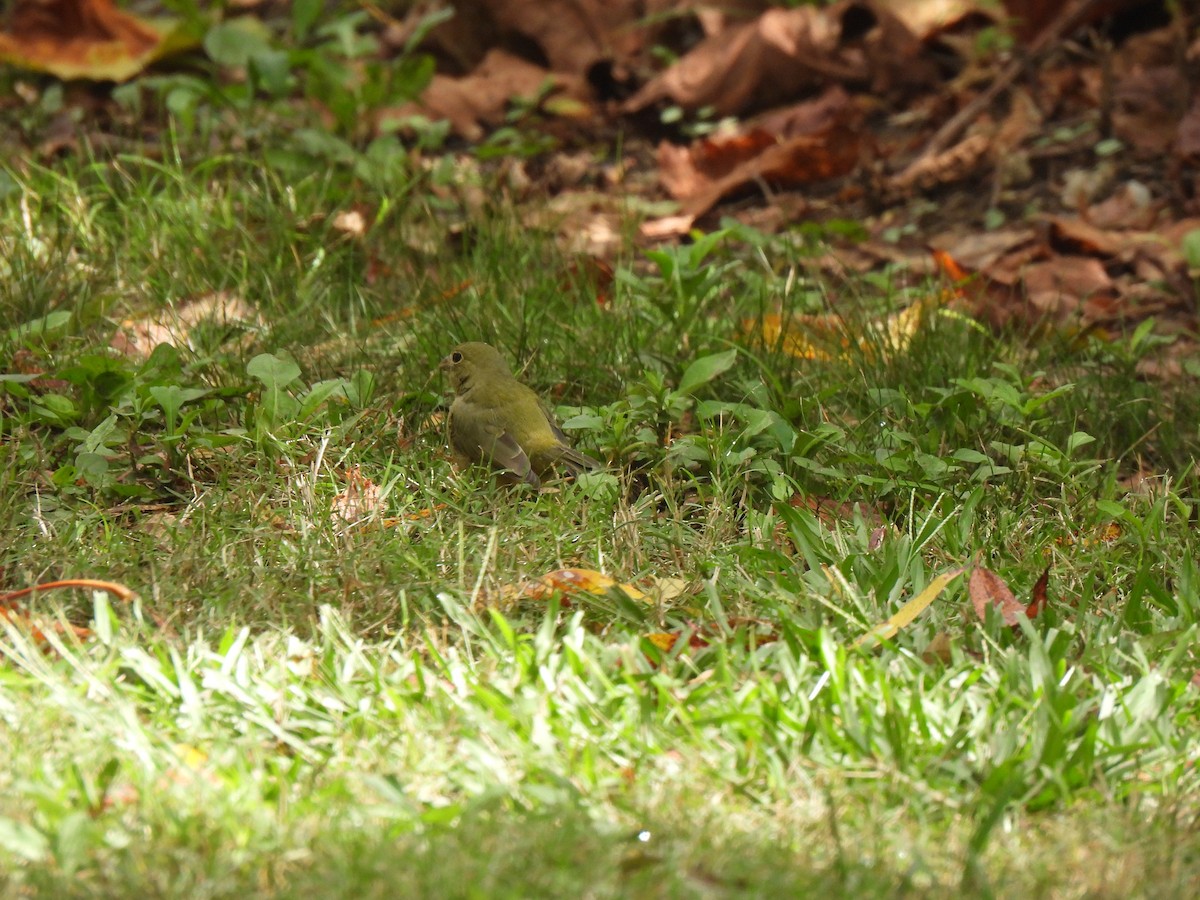Painted Bunting - ML643446464