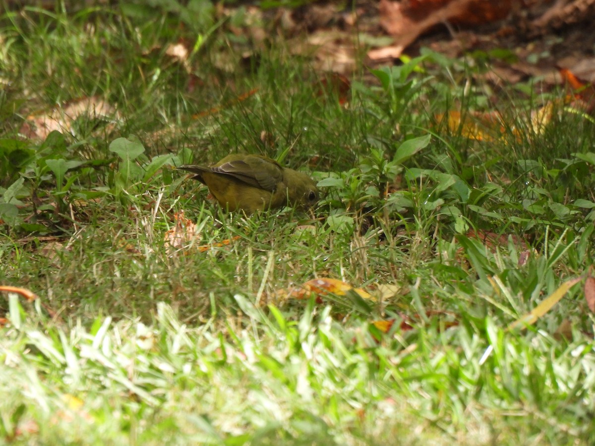 Painted Bunting - ML643446465