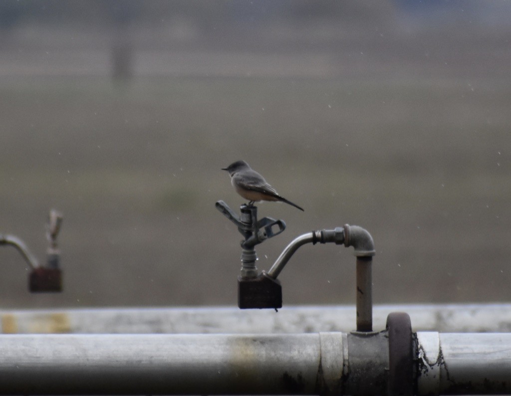 Say's Phoebe - ML643446472