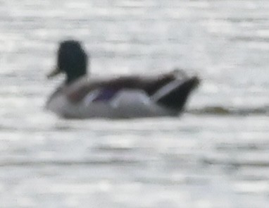 Mallard - ML643446487
