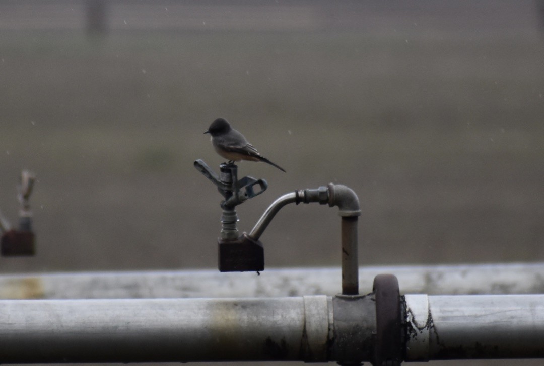 Say's Phoebe - ML643446488