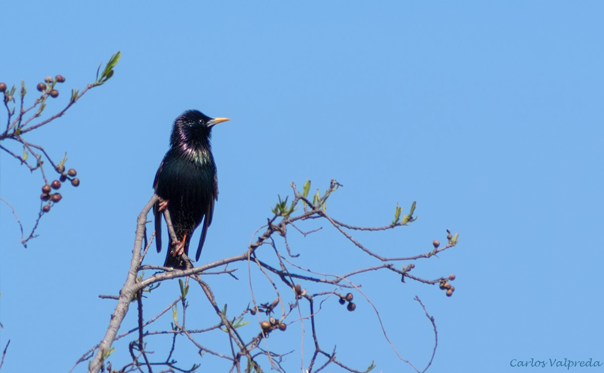 European Starling - ML643446489