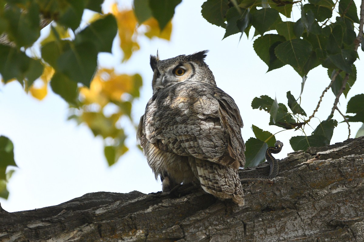 Great Horned Owl - ML643446490