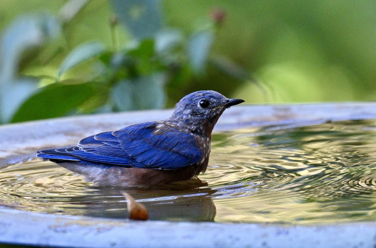 Eastern Bluebird - ML643446491