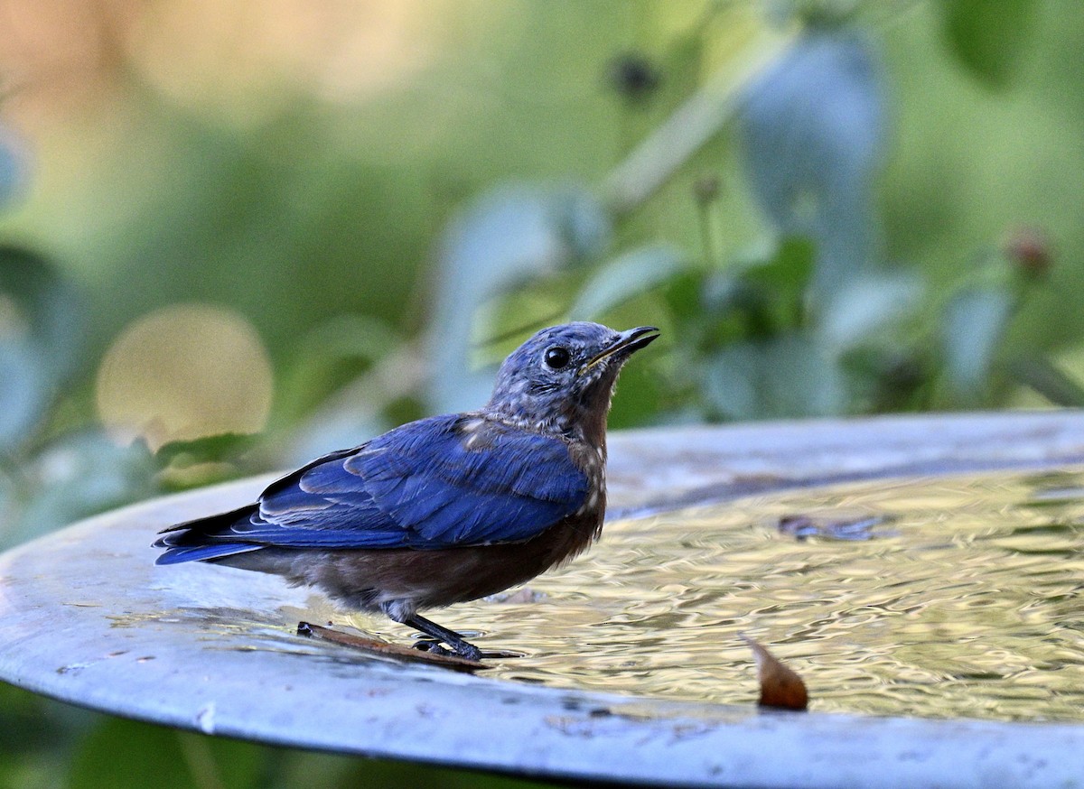 Eastern Bluebird - ML643446492