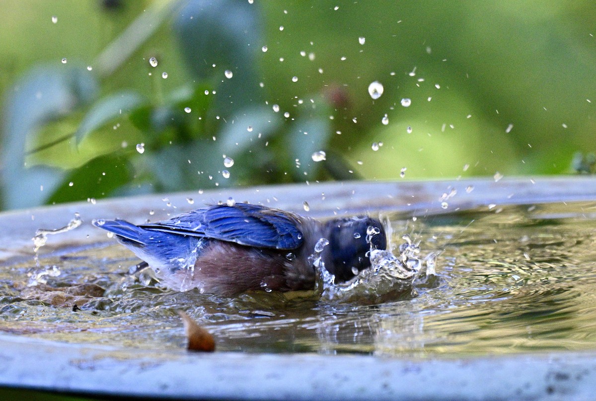 Eastern Bluebird - ML643446493