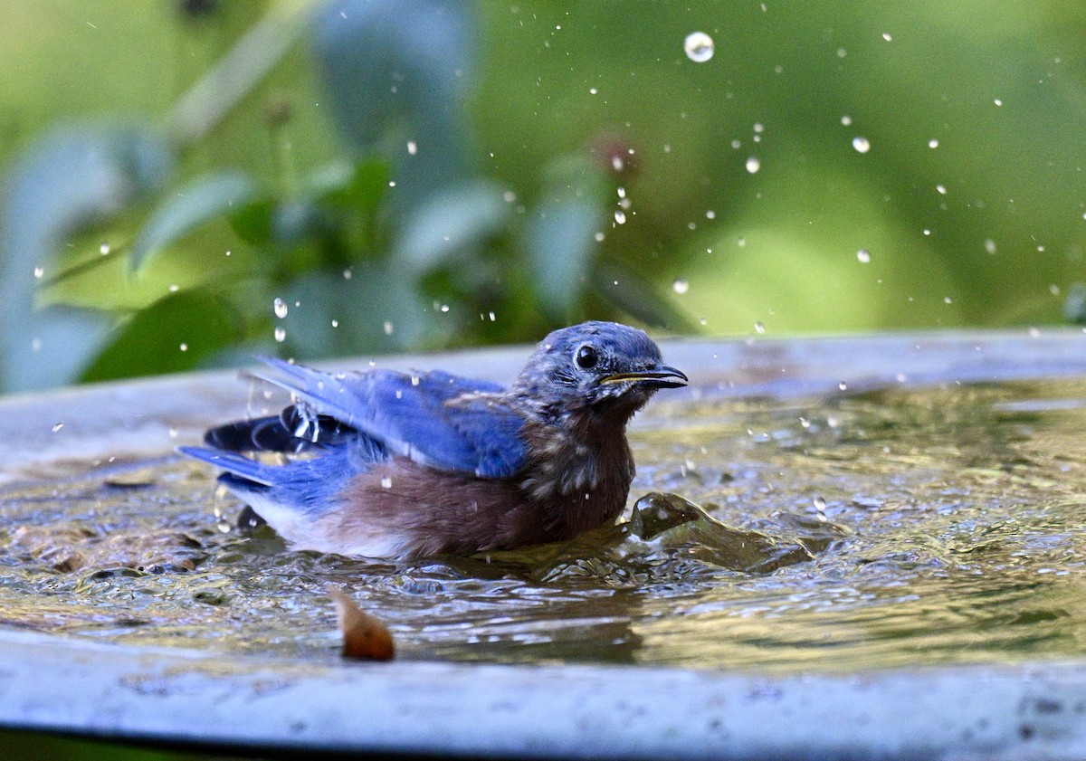 Eastern Bluebird - ML643446494