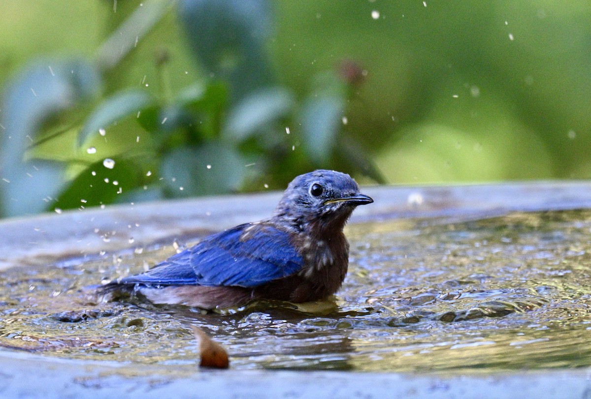 Eastern Bluebird - ML643446495