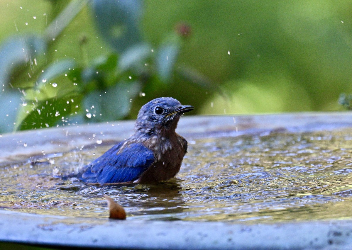 Eastern Bluebird - ML643446496