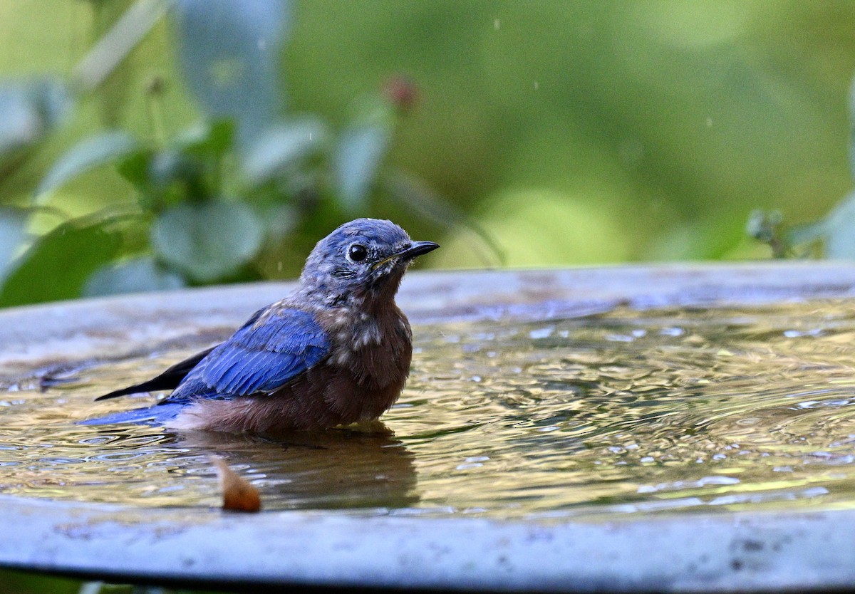 Eastern Bluebird - ML643446497