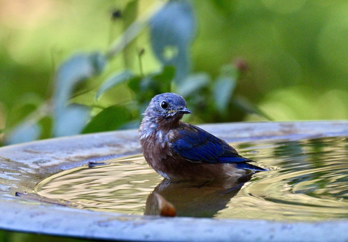Eastern Bluebird - ML643446498