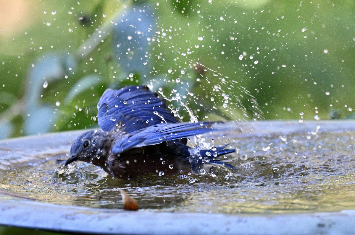 Eastern Bluebird - ML643446501