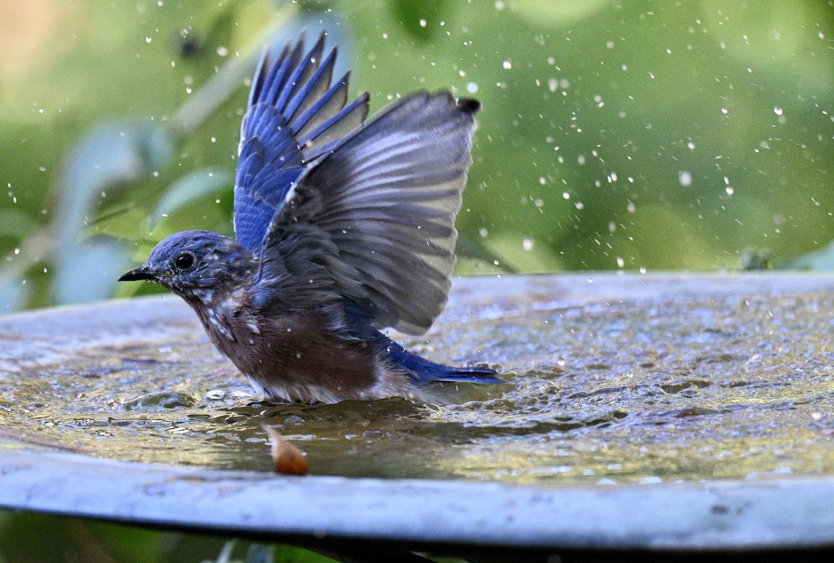 Eastern Bluebird - ML643446502