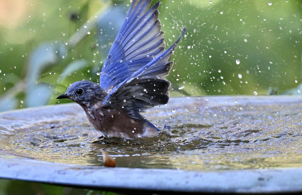 Eastern Bluebird - ML643446503