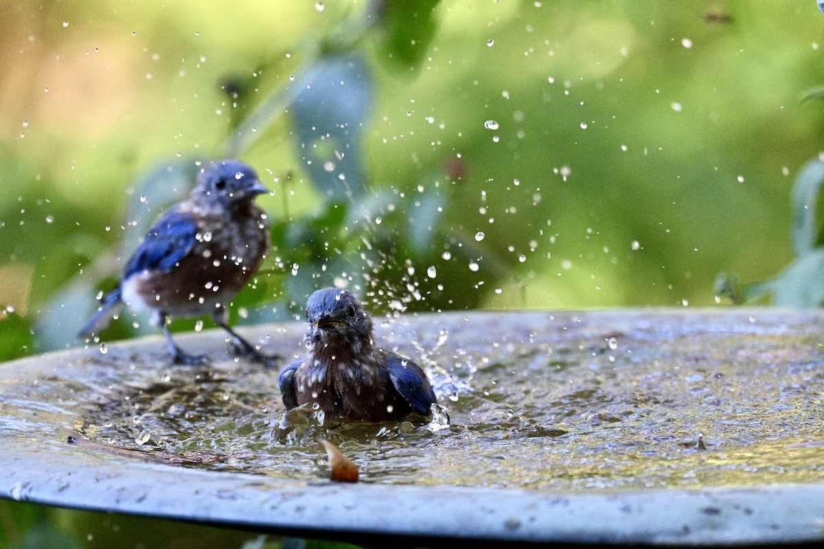 Eastern Bluebird - ML643446504