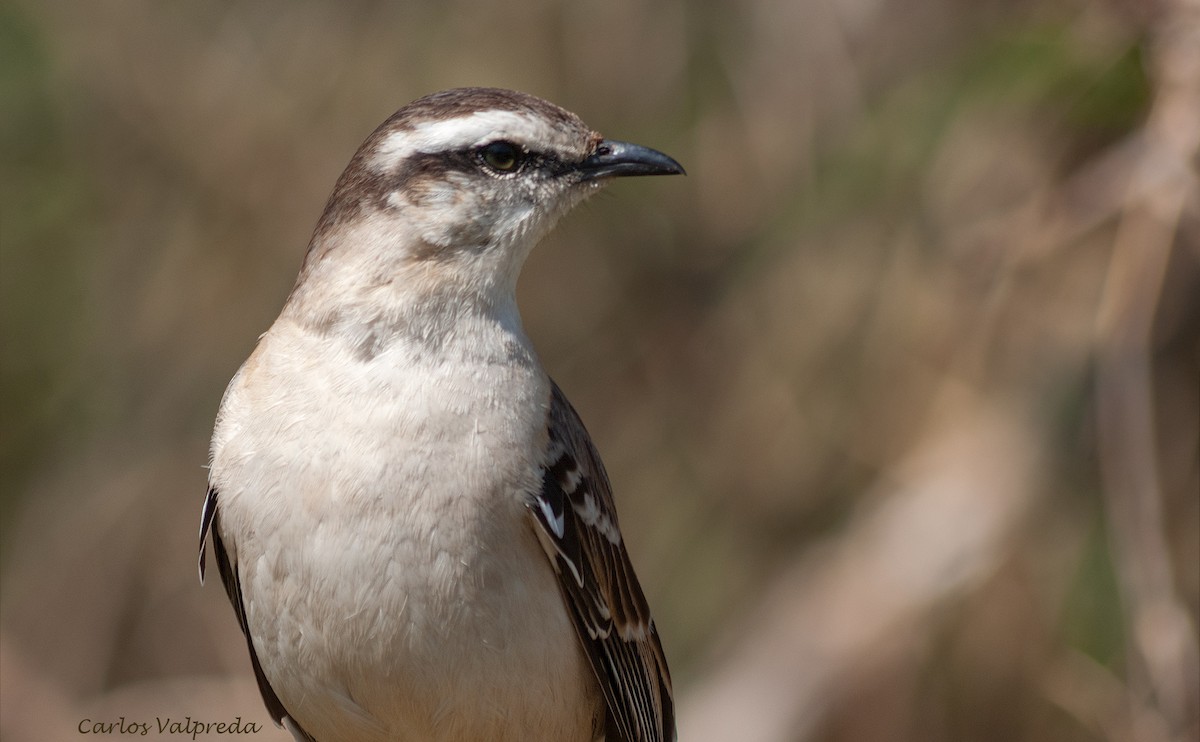 Chalk-browed Mockingbird - ML643446505