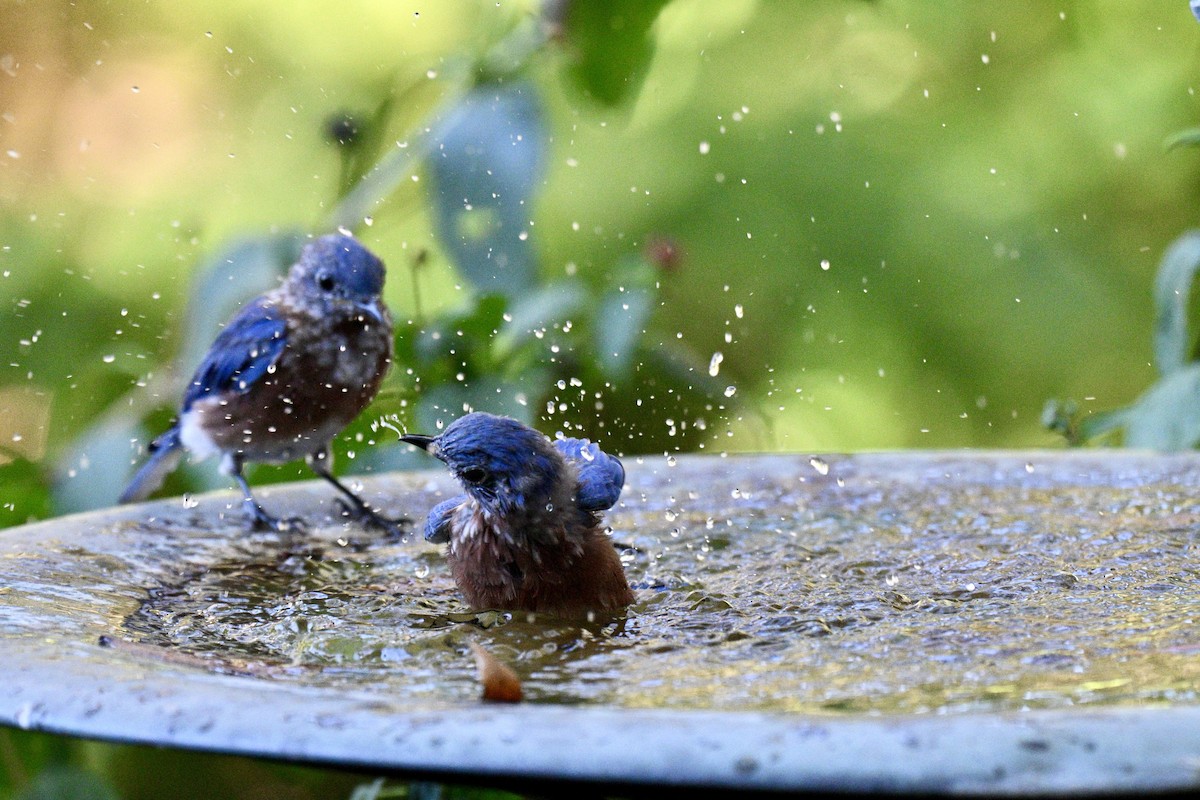 Eastern Bluebird - ML643446506