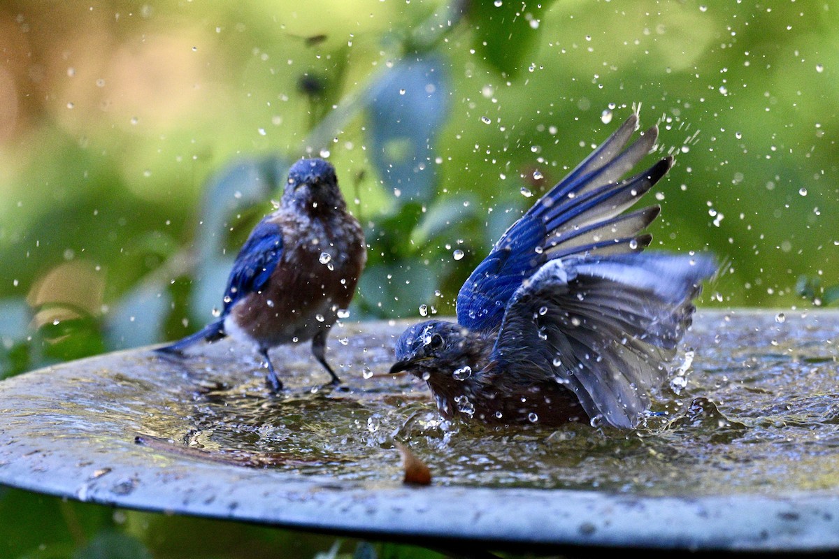 Eastern Bluebird - ML643446507