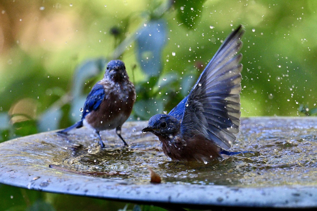 Eastern Bluebird - ML643446508
