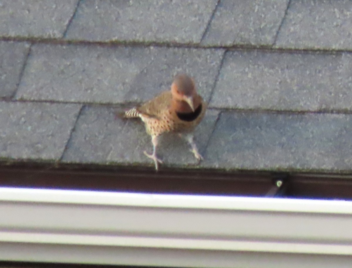 Northern Flicker (Yellow-shafted) - ML643446509
