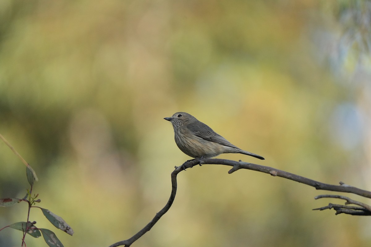 Rufous Whistler - ML643446511