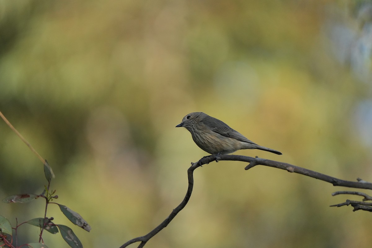 Rufous Whistler - ML643446512