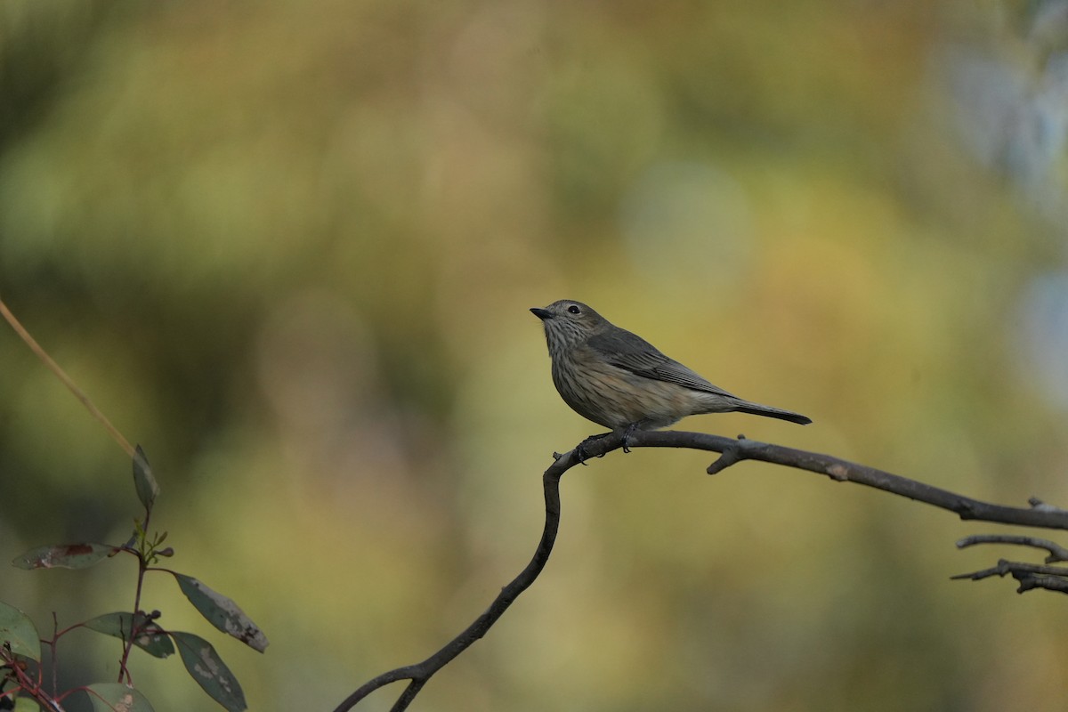 Rufous Whistler - ML643446513