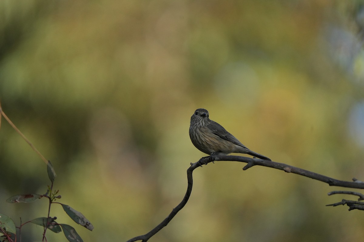 Rufous Whistler - ML643446514