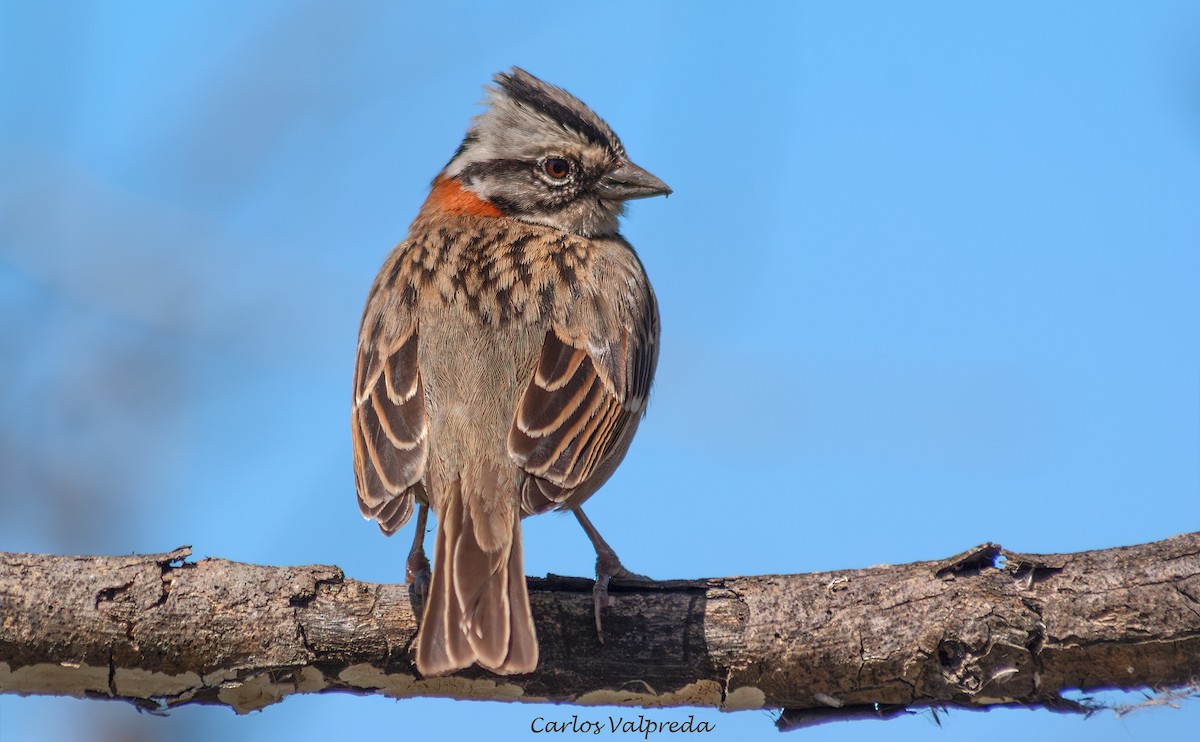Rufous-collared Sparrow - ML643446516