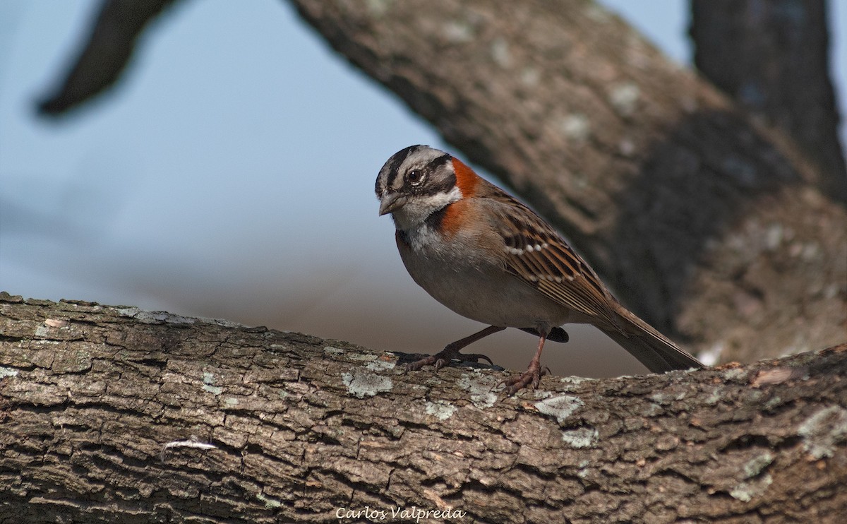 Rufous-collared Sparrow - ML643446519
